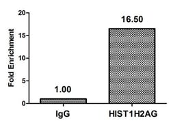Invitrogen&trade;&nbsp;Di-methyl-HIST1H2AG (Arg29) Polyclonal Antibody