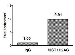 Invitrogen Crotonyl-HIST1H2AG (Lys125) Polyclonal Antibody 100 &mu;L; Unconjugated:Antibodies,