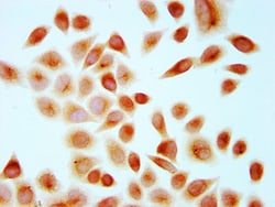 Invitrogen H4R67me1 Polyclonal Antibody 100 &mu;L; Unconjugated:Antibodies,