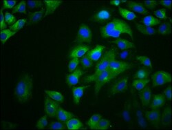 Invitrogen OTOP1 Polyclonal Antibody 100 &mu;g; Unconjugated:Antibodies,