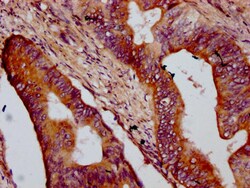 Invitrogen OTOP1 Polyclonal Antibody 100 &mu;g; Unconjugated:Antibodies,