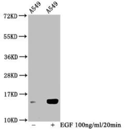 Invitrogen Phospho-HIST1H2BC (Ser14) Polyclonal Antibody 100 &mu;L; Unconjugated:Antibodies,