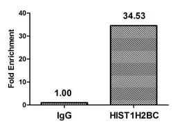 Invitrogen Acetyl-HIST1H2BC (Lys108) Polyclonal Antibody 100 &mu;L; Unconjugated:Anticuerpos