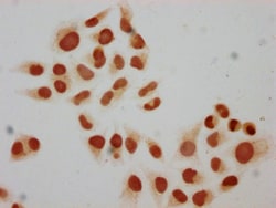 Mono-methyl-HIST1H2BC (Lys15) Polyclonal Antibody:Antibodies, Polyclonal
