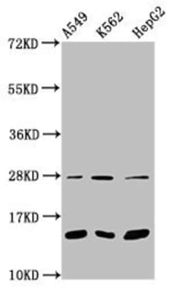 Mono-methyl-HIST1H2BC (Lys15) Polyclonal Antibody:Antibodies, Polyclonal