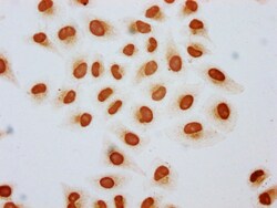 Invitrogen Acetyl-HIST1H2AG (Lys15) Polyclonal Antibody 100 &mu;L; Unconjugated:Antibodies,