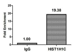 Invitrogen Formyl-Histone H1.2 (Lys74) Polyclonal Antibody 100 &mu;L; Unconjugated:Antibodies,