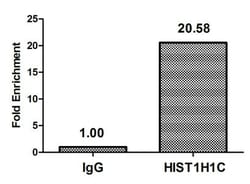 Invitrogen Acetyl-Histone H1.2 (Lys74) Polyclonal Antibody 100 &mu;L; Unconjugated:Antibodies,