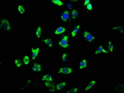 Invitrogen ARHGAP32 Polyclonal Antibody 100 &mu;g; Unconjugated:Antibodies,