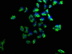 Invitrogen PKC mu Polyclonal Antibody 100 &mu;L; Unconjugated:Antibodies,