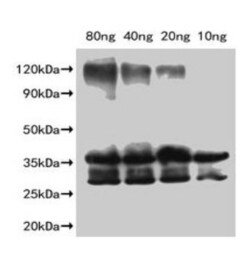 Invitrogen Slfn9 Polyclonal Antibody 100 &mu;L; Unconjugated:Antibodies,