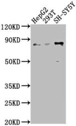 Invitrogen Kinesin light chain Polyclonal Antibody 100 &mu;L; Unconjugated:Antibodies,