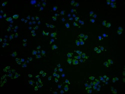 OR10A2 Polyclonal Antibody:Antibodies, Polyclonal