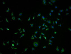 Invitrogen OR10K1 Polyclonal Antibody 100 &mu;L; Unconjugated:Antibodies,