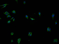 Invitrogen OR2A7 Polyclonal Antibody 100 &mu;L; Unconjugated:Antibodies,