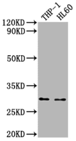Invitrogen OSCAR Polyclonal Antibody 100 &mu;L; Unconjugated:Anticorps,