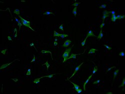 Invitrogen PCDHB7 Polyclonal Antibody 100 &mu;L; Unconjugated:Antibodies,