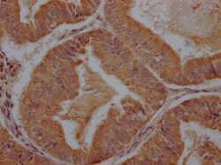 Invitrogen PCDHB7 Polyclonal Antibody 100 &mu;L; Unconjugated:Antibodies,