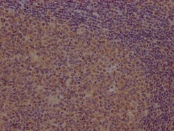 Invitrogen PCDHB7 Polyclonal Antibody 100 &mu;L; Unconjugated:Antibodies,