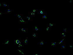 Invitrogen PCDHGB7 Polyclonal Antibody 100 &mu;L | Buy Online | Invitrogen&trade; | Fisher Scientific