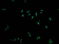 Invitrogen PCDHGB7 Polyclonal Antibody 100 &mu;L; Unconjugated:Antibodies,