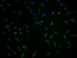 Invitrogen TBC1D3G Polyclonal Antibody 100 &mu;L; Unconjugated:Antibodies,