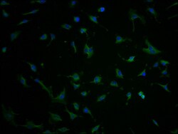 Invitrogen TBC1D3G Polyclonal Antibody 100 &mu;L; Unconjugated:Antibodies,