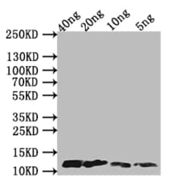 Invitrogen Monkeypox Virus A29L Polyclonal Antibody 100 &mu;L; Unconjugated:Antibodies,