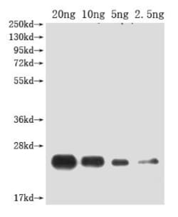 Invitrogen PDF2.2 Polyclonal Antibody 100 &mu;L; Unconjugated:Antibodies,