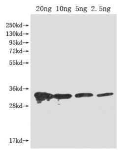 Invitrogen PFP-BETA1 Polyclonal Antibody 100 &mu;L; Unconjugated:Antibodies,