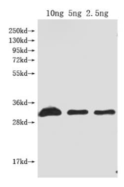 Invitrogen Dop1R1 Polyclonal Antibody 100 &mu;L; Unconjugated:Antibodies,