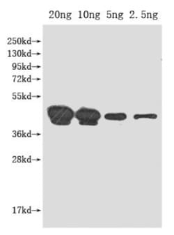 Invitrogen pho Polyclonal Antibody 100 &mu;L; Unconjugated:Antibodies,
