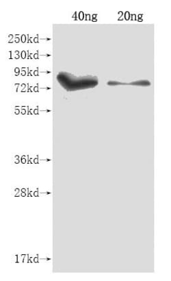 Invitrogen iutA Polyclonal Antibody 100 &mu;L; Unconjugated:Antibodies,
