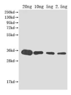 Invitrogen kdsB Polyclonal Antibody 100 &mu;L | Buy Online | Invitrogen&trade; | Fisher Scientific