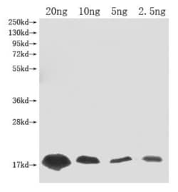 Invitrogen Barstar (Ribonuclease inhibitor) Polyclonal Antibody 100 &mu;L;
