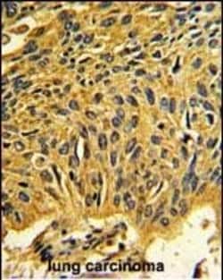 Invitrogen CDK2 Polyclonal Antibody 400 &mu;L; Unconjugated:Antibodies,