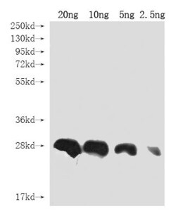 LOC113516003 Polyclonal Antibody, Invitrogen 100 &mu;L; Unconjugated:Antibodies,