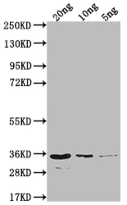 Invitrogen EIN2 Polyclonal Antibody 100 &mu;L; Unconjugated:Antibodies,