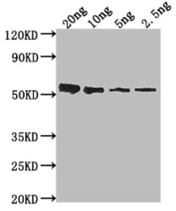 lasB Polyclonal Antibody, Invitrogen 100 &mu;L; Unconjugated:Antibodies,
