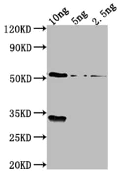 Invitrogen OXYR Polyclonal Antibody 100 &mu;L; Unconjugated:Antibodies,
