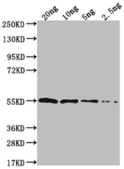 Invitrogen IPAD Polyclonal Antibody 100 &mu;L; Unconjugated:Antibodies,