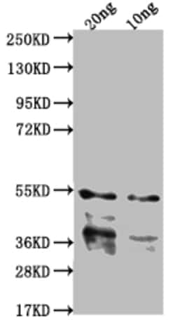 Invitrogen IPAB Polyclonal Antibody 100 &mu;L; Unconjugated:Antibodies,