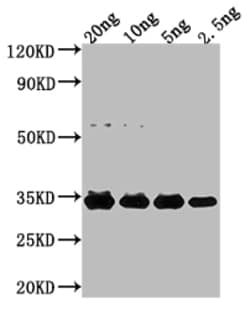 Invitrogen E. coli (strain K12/DH10B) NfuA Polyclonal Antibody 100 &mu;L;