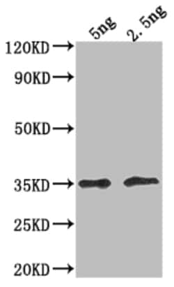 Invitrogen DOT5 Polyclonal Antibody 100 &mu;L; Unconjugated:Antibodies,