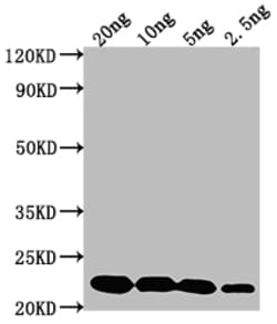 Invitrogen cry2Ab Polyclonal Antibody 100 &mu;L; Unconjugated:Antibodies,