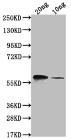 Invitrogen omp38 Polyclonal Antibody 100 &mu;L; Unconjugated:Antibodies,