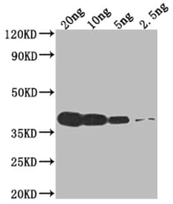 Invitrogen VCATH Polyclonal Antibody 100 &mu;L; Unconjugated:Antibodies,