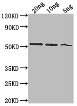 Invitrogen lasB Polyclonal Antibody 100 &mu;L; Unconjugated:Antibodies,
