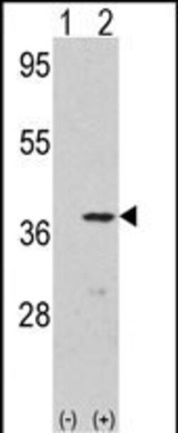 Invitrogen CDK3 Polyclonal Antibody 400 &mu;L; Unconjugated:Antibodies,