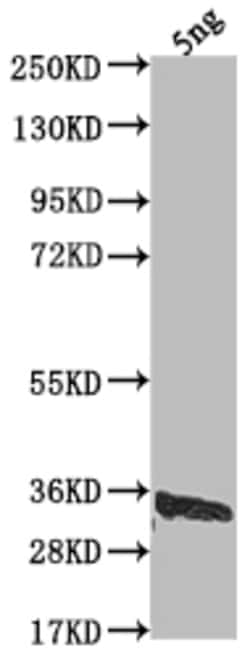Invitrogen US12 Polyclonal Antibody 100 &mu;L; Unconjugated:Antibodies,
